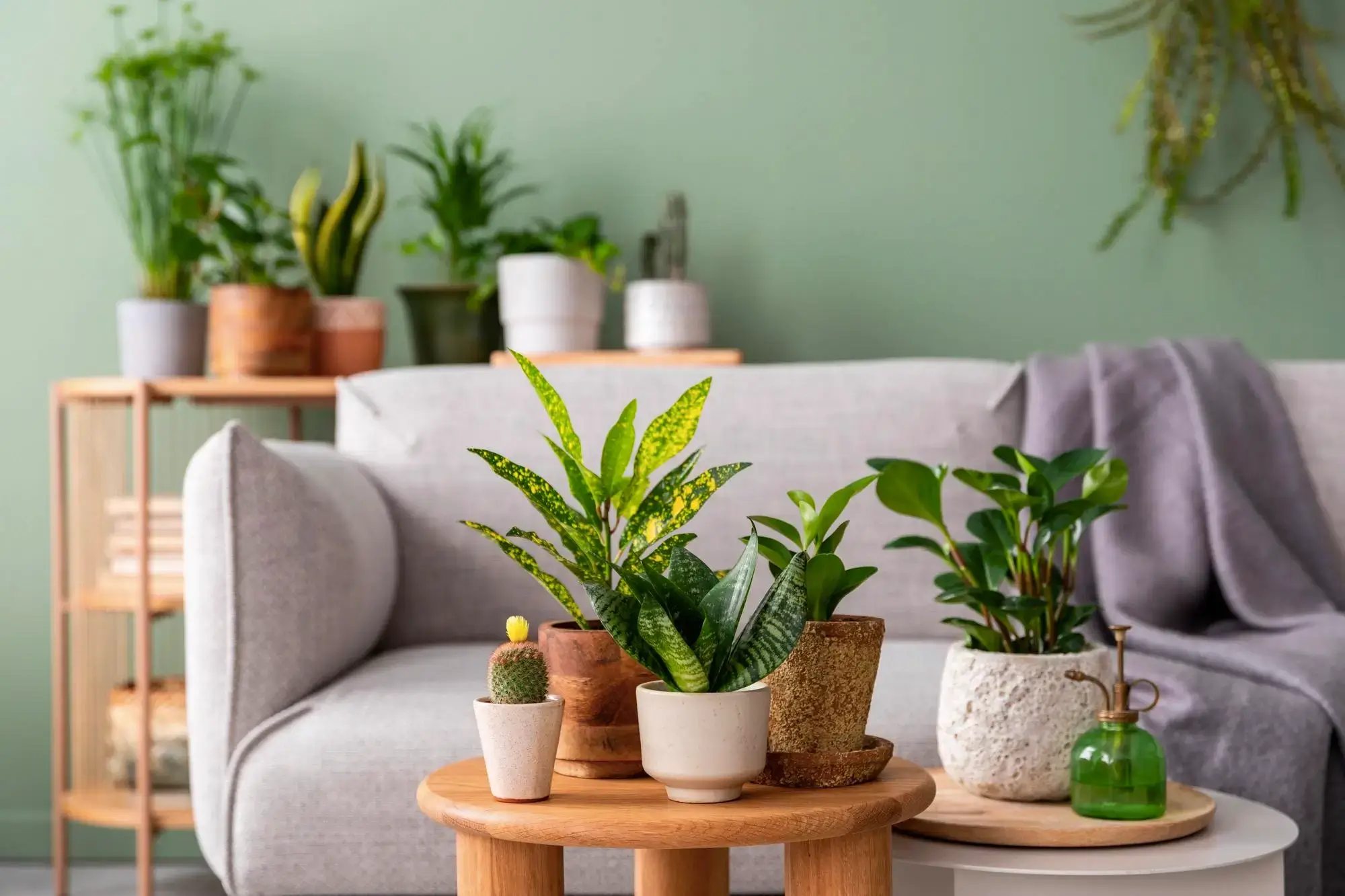 Plantas em Casa