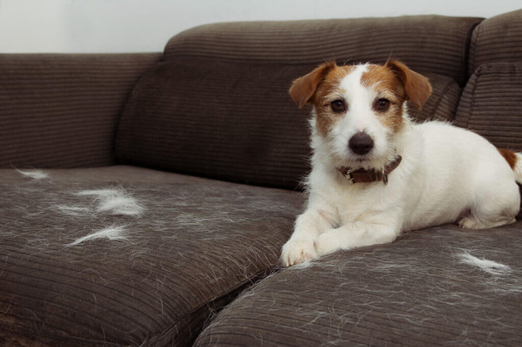 Como tirar pelo de cachorro do sofá