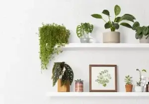 Plantas em pratelereiras